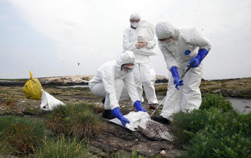 El equipo de guardabosques del National Trust limpia las aves fallecidas de Staple Island, uno del grupo exterior de las islas Farne,