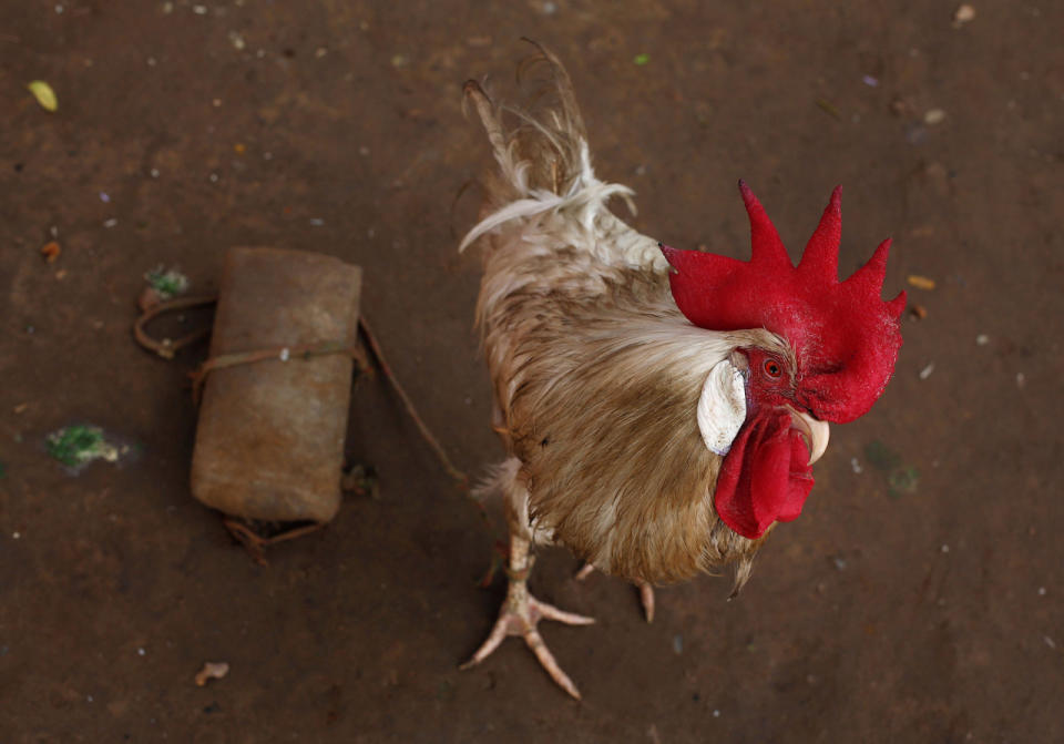 Rooster in India