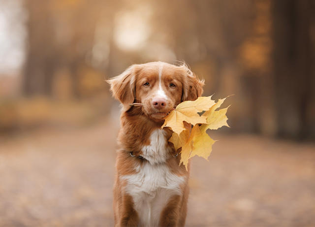 7 Canadian Dog Breeds That Are as Sweet as Maple Syrup