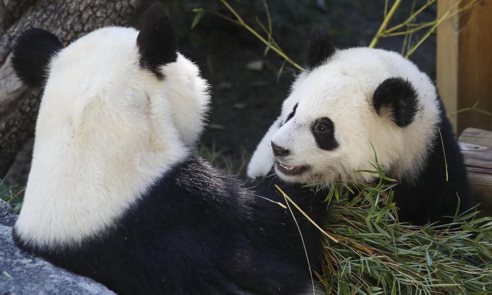 <span>Photograph: David Fernández/EPA</span>