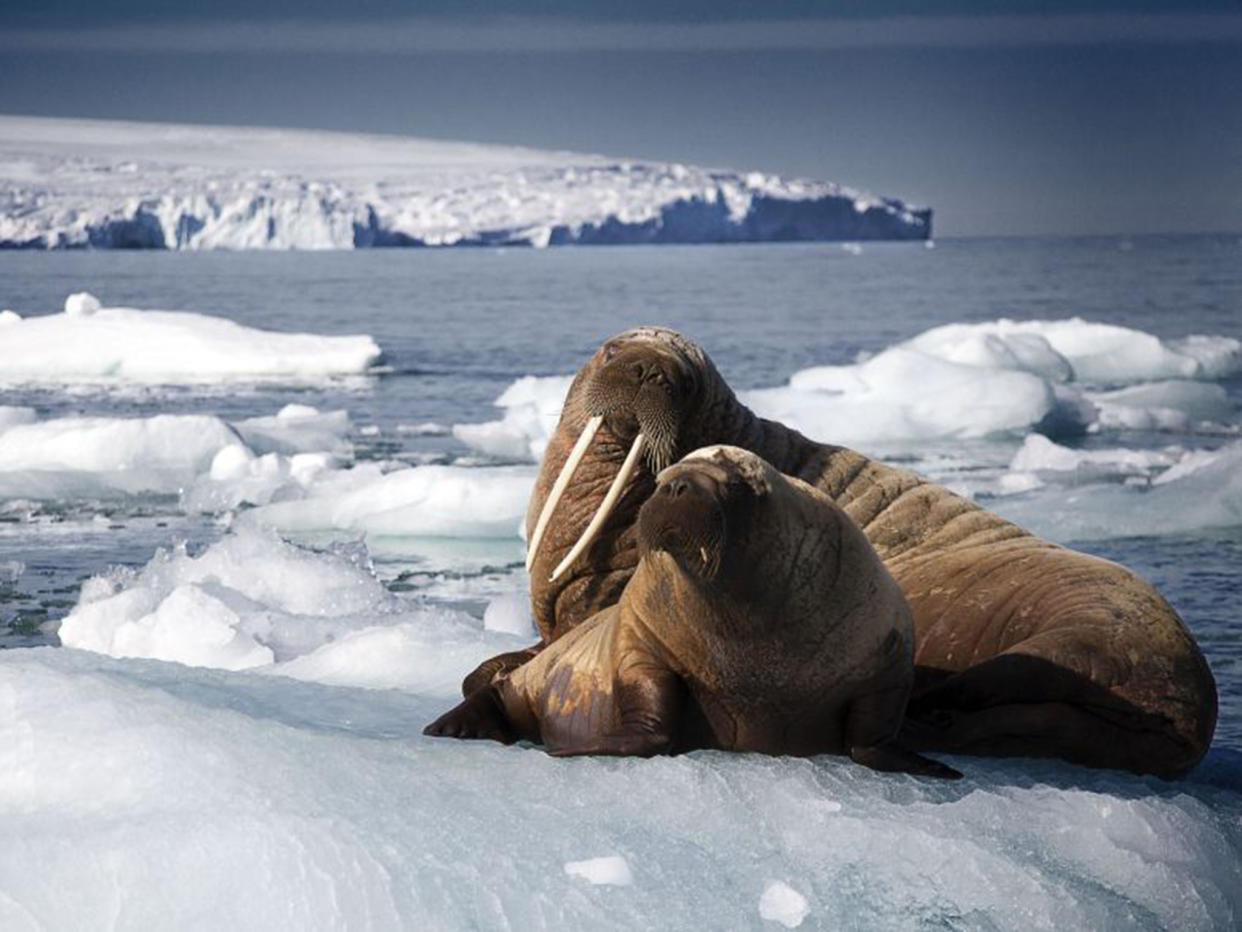 A walrus and her pup rest on an iceberg in Svalbard, Arctic, in a scene from ‘Blue Planet II’. Scientists predict that polar melting could cause climate change ‘trigger points’: BBC