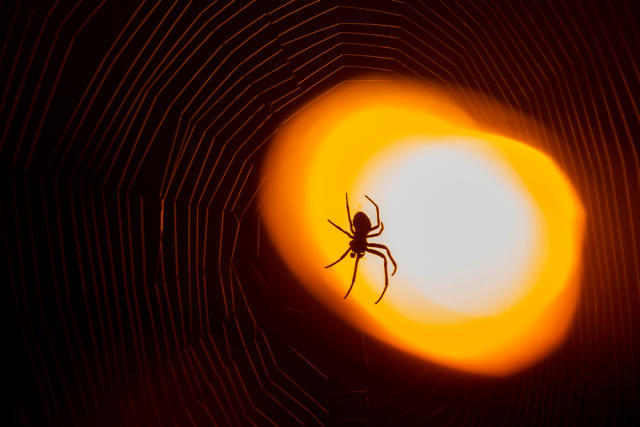 It's spider mating season: Why you're seeing spiders in your home now