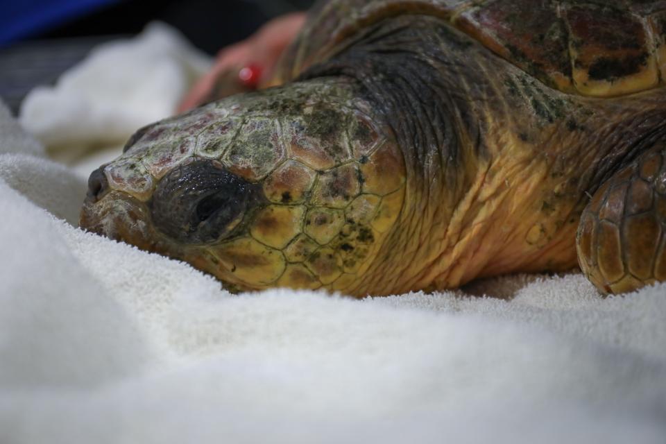 The aquarium said the turtles, which were rescued off the coast of New England, have been taken to their off-site care facility for temporary care and housing.