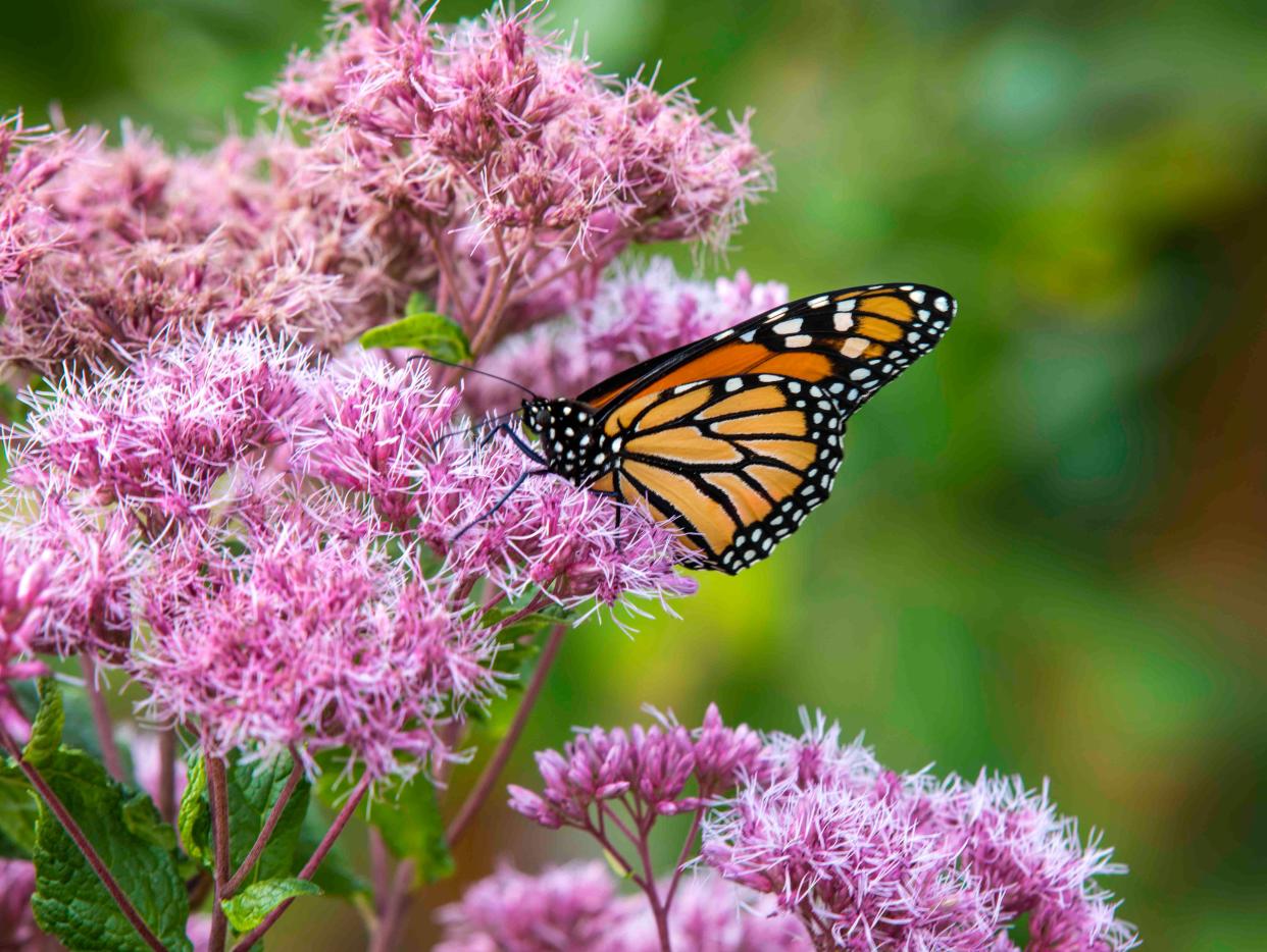 Eastern monarch butterflies have begun migrating across Ohio to wintering sites in Mexico, though the future of the species is at risk.