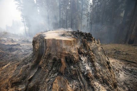 A smoldering tree stump burned by the King Fire is seen in Fresh Pond northeast of Sacramento, California September 18, 2014. REUTERS/Stephen Lam