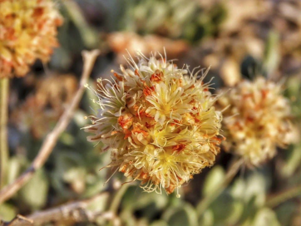 This June 1, 2019 photo shows the rare desert wildflower Tiehm's buckwheat in the Silver Peak Range about 120 miles southeast of Reno, Nev., the only place it is known to exist in the world. The center has filed a petition to list it as an endangered species and is suing to U.S. Bureau of Land Management to try to protect it against mining operations in Nevada that the center says could lead to the flower's extinction. (Patrick Donnelly/Center for Biological Diversity via AP)