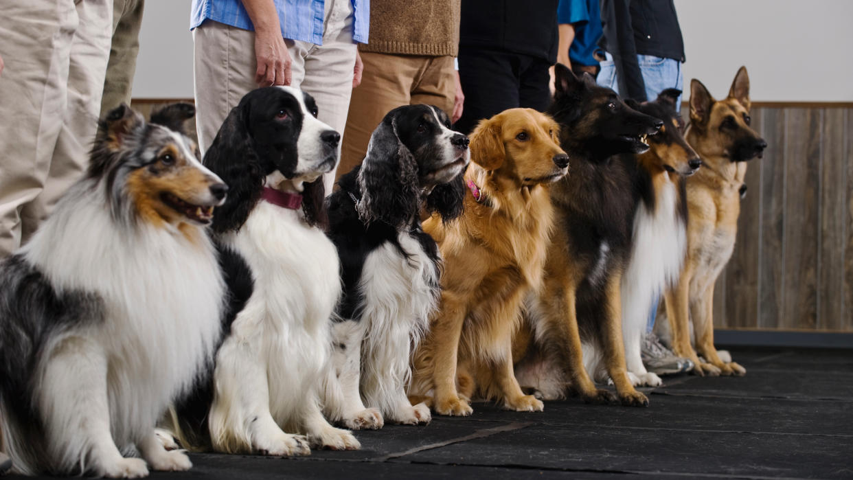  Dogs being trained. 