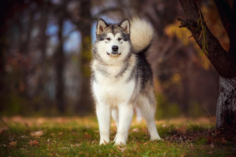 dog of the alaskan malamute breed on a nature background on a walk in the park