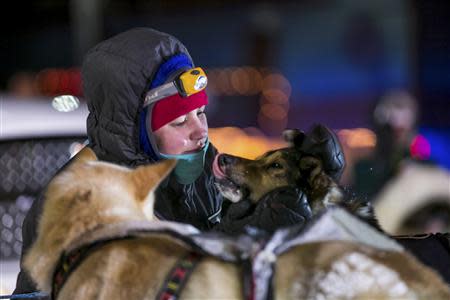 A handler cares for dogs on second place finisher Aliy Zirkle's team after they pull into the finish line during the Iditarod dog sled race in Nome, Alaska, March 11, 2014. REUTERS/Nathaniel Wilder