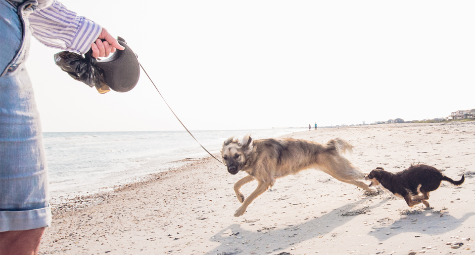 A retractable dog lead and two dogs on a beach.