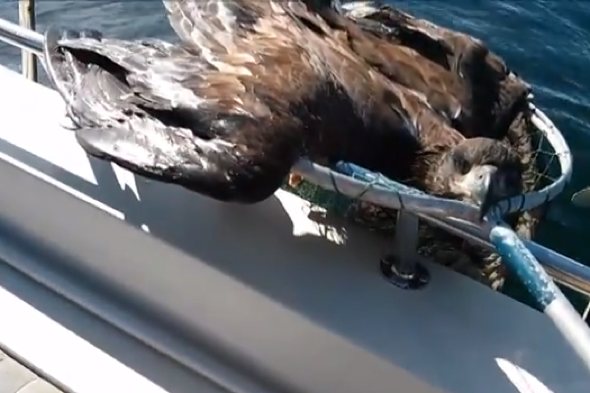 Fisherman rescues bald eagle from water in Canada