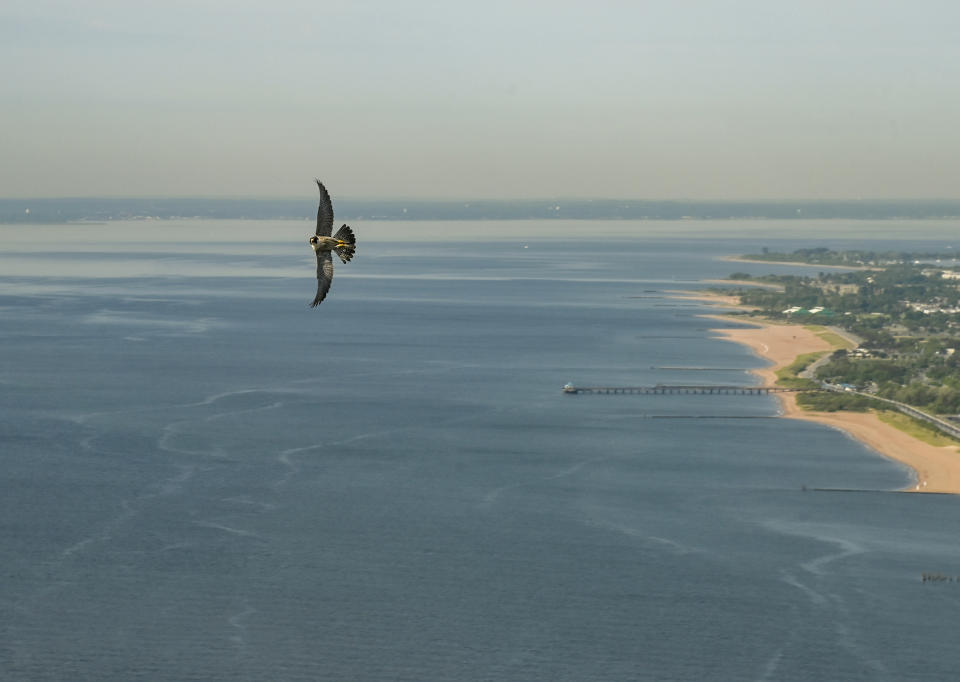 In this photo provided by the Metropolitan Transit Authority, a peregrine falcon flies near the Brooklyn tower of the Verrazzano-Narrows Bridge in New York on Friday, May 24, 2024. (Marc A. Hermann/MTA via AP)