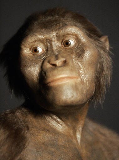 FILE - This Aug. 14, 2007, file photo shows a three-dimensional model of the early human ancestor, Australopithecus afarensis, known as Lucy, on display at the Houston Museum of Natural Science. It's a scientific estimation of what Lucy may have looked like in life. A new study based on an analysis of Lucy's fossil by the University of Texas at Austin suggests she died after falling from a tree. Several scientists, including Lucy’s discoverer, reject that she plunged to her death from a tree. (AP Photo/Pat Sullivan, File)