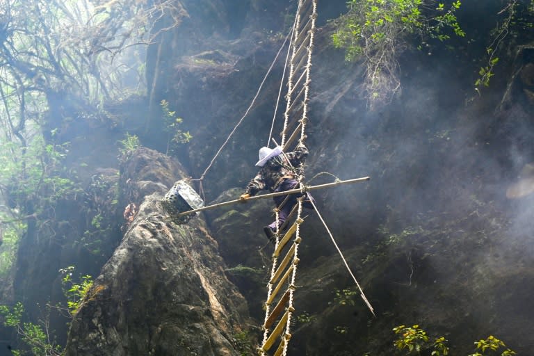 Un recolector de miel de la comunidad étnica Gurung se encarama a una escalera de bambú en un acantilado en el distrito de Lamjung, en Nepal, el 9 de junio de 2024 (Prakash Mathema)