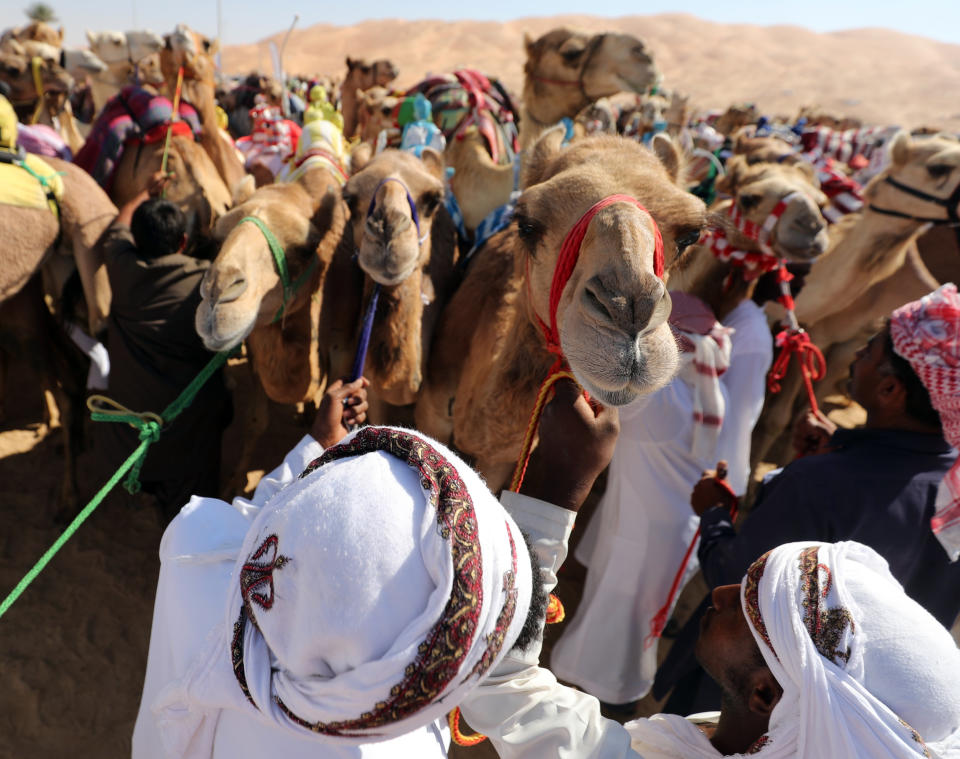 <p>Handlers prepare camels to race during the festival. (Photo: Karim Sahib/AFP/Getty Images) </p>