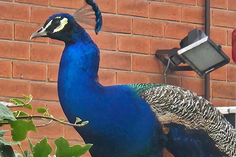 A peacock has left Ossett residents sleep-deprived with its night-time antics