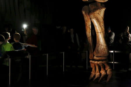 People stand near the skeleton cast of a titanosaur during a media preview at the American Museum of Natural History in New York January 14, 2016. REUTERS/Shannon Stapleton