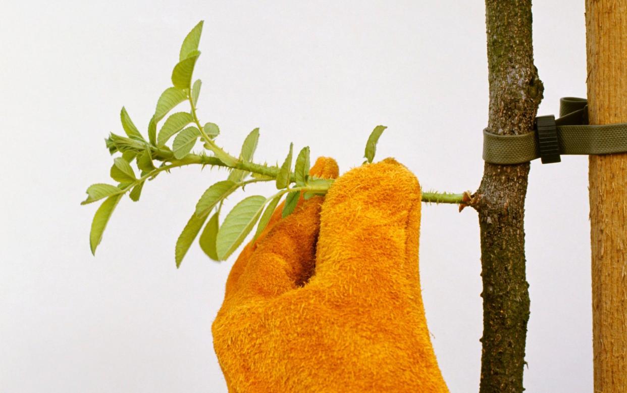 Prudent pruning: It's important to distinguish between rootstock suckers and shoots with ornamental potential when cutting back