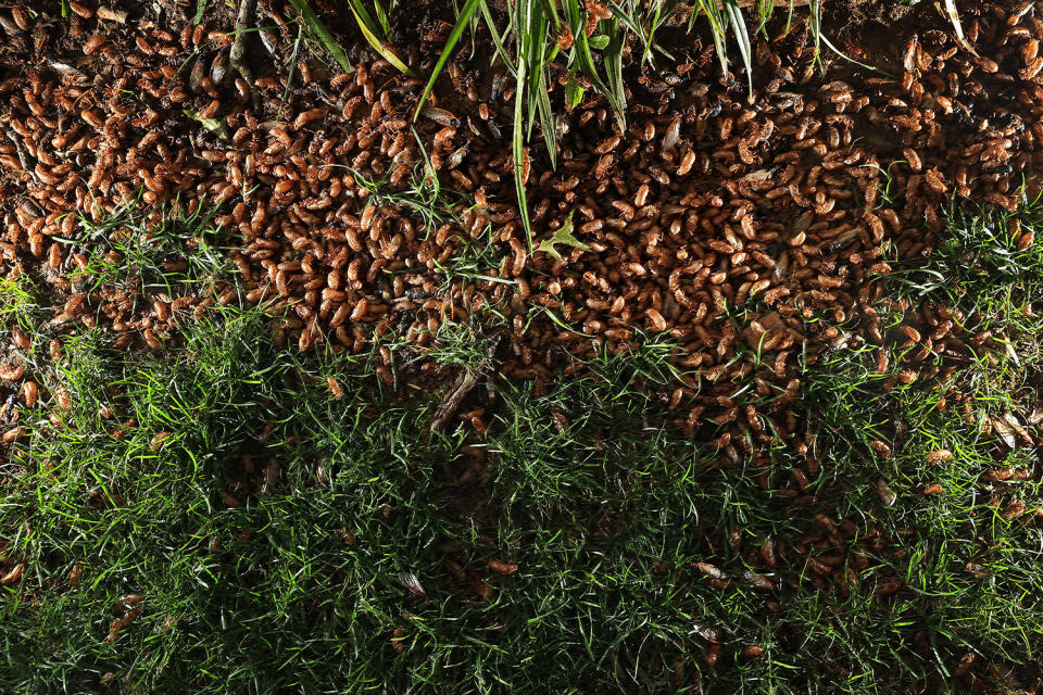 Billions of Brood X Cicadas are Emerging This Summer: See Photos of the 17-Year Phenomenon