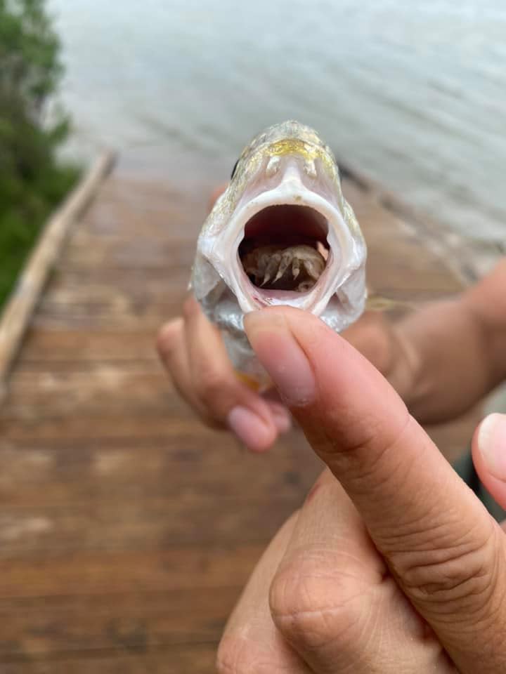 An Atlantic Croaker with a tongue-eating louse.