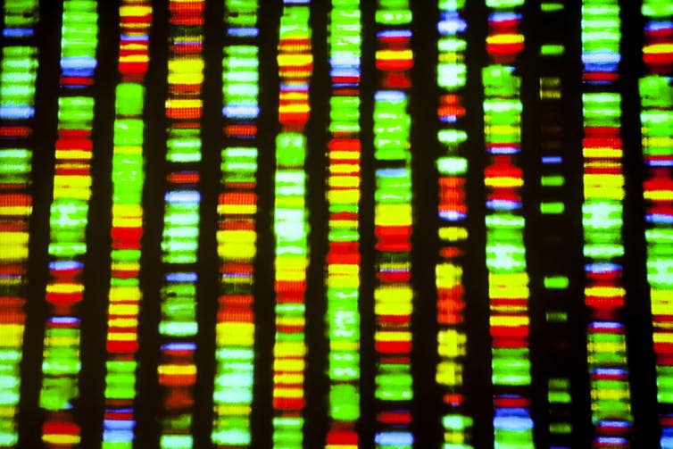 <span class="caption">DNA sequence.</span> <span class="attribution"><a class="link " href="https://www.shutterstock.com/image-photo/dna-sequence-218141077?src=zaDfjjtmnM2LIb3VrEkmZg-1-1" rel="nofollow noopener" target="_blank" data-ylk="slk:Shutterstock/Gio.tto;elm:context_link;itc:0;sec:content-canvas">Shutterstock/Gio.tto</a></span>