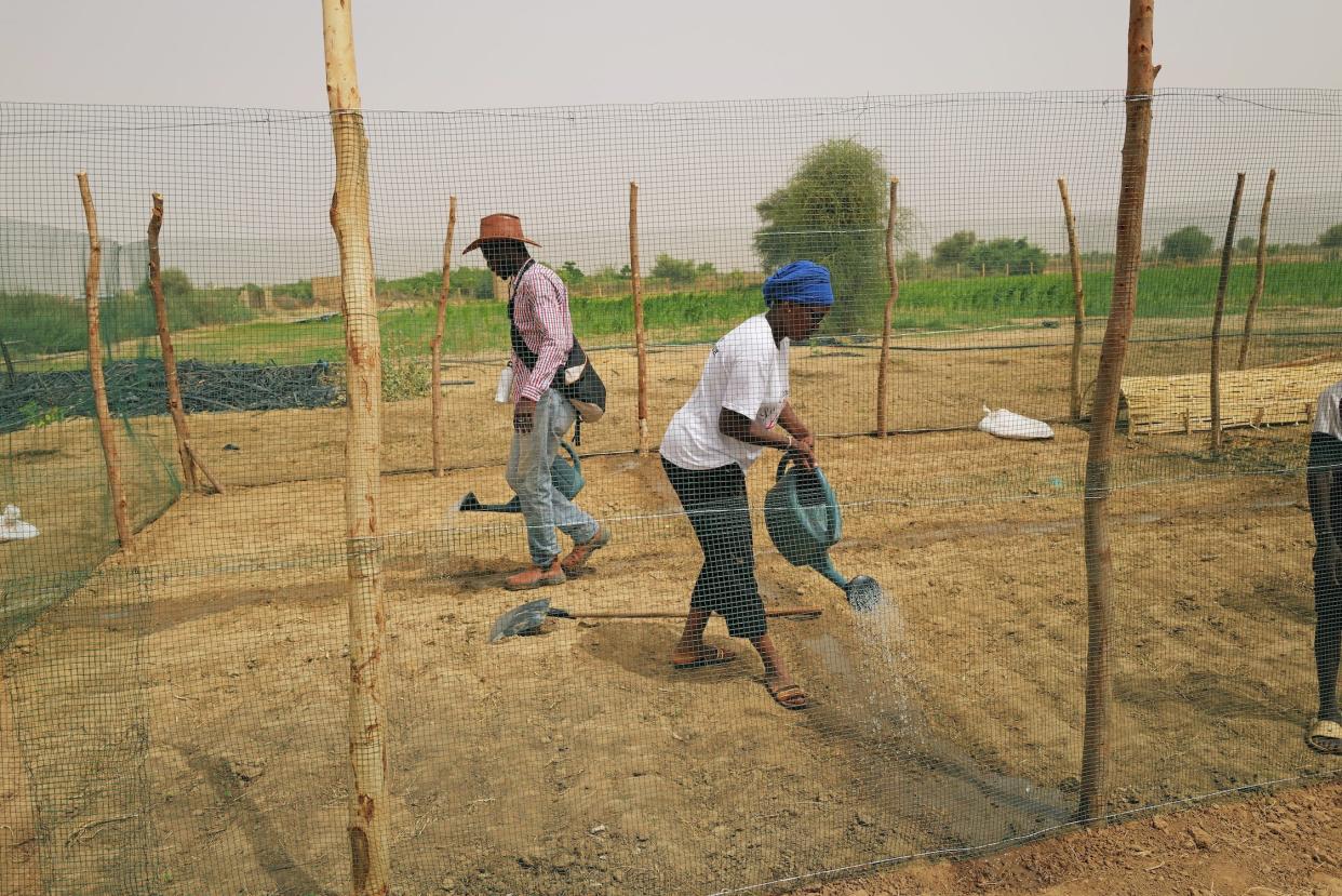 Two people water plants in a mesh-enclosed garden in Senegal
