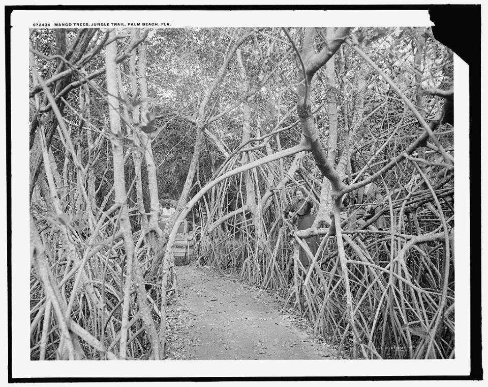 The Jungle Trail in Palm Beach in the early 1900s.
