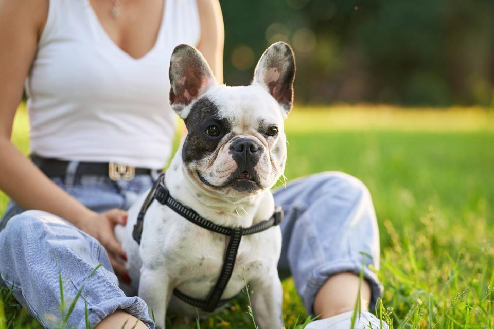 French bulldog wearing a harness sitting in her owner's lap outside in the grass