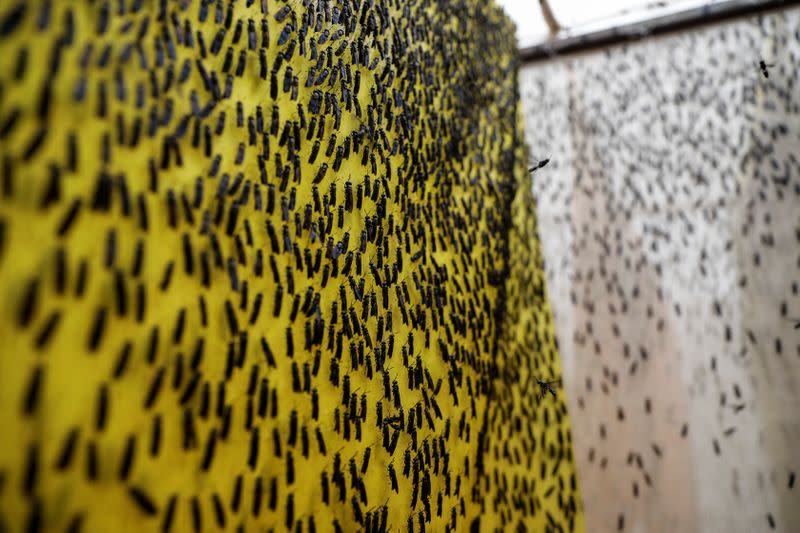 Black soldier flies are seen inside a cage in the InsectiPro farm in Red Hill, Kiambu County