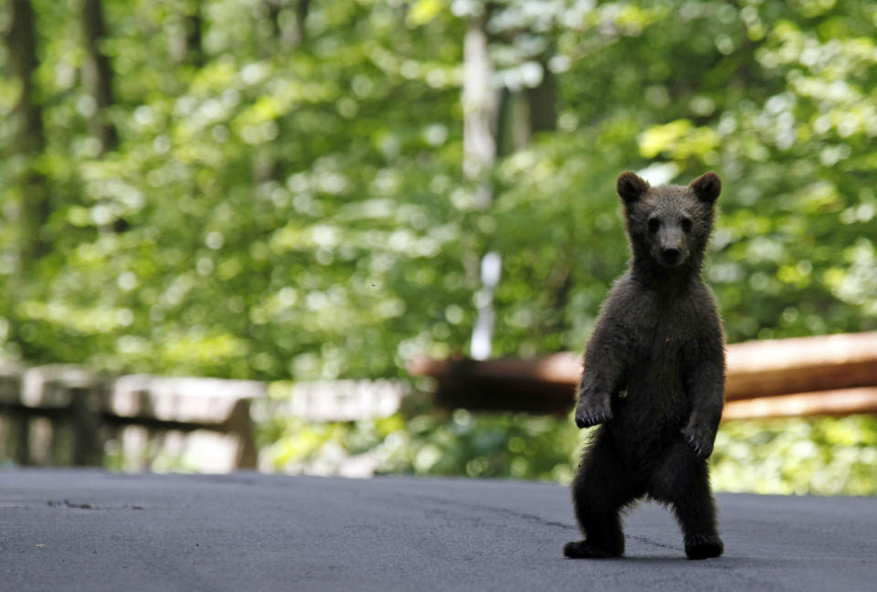 A brown bear cub plays on the road in the outskirts of Sinaia, 140 km north of Bucharest, June 15, 2009. Local authorities and members of the Forestry Institute started an operation to capture and relocate about 25 bears after many started to roam in the town in search for food. With half of Europe's brown bears - roughly 6,000 - living in the Carpathians mountains environmentalists and authorities are struggling to keep the wild animals and residents in mountain towns safe from each other. REUTERS/Radu Sigheti   (ROMANIA ENVIRONMENT ANIMALS SOCIETY IMAGES OF THE DAY)