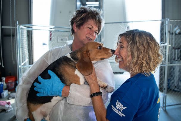 PHOTO: Kitty Block, President and CEO of the Humane Society of the United States greets beagles on September 1, 2022, at the organization’s care and rehabilitation center in Maryland. (Meredith Lee/The HSUS)