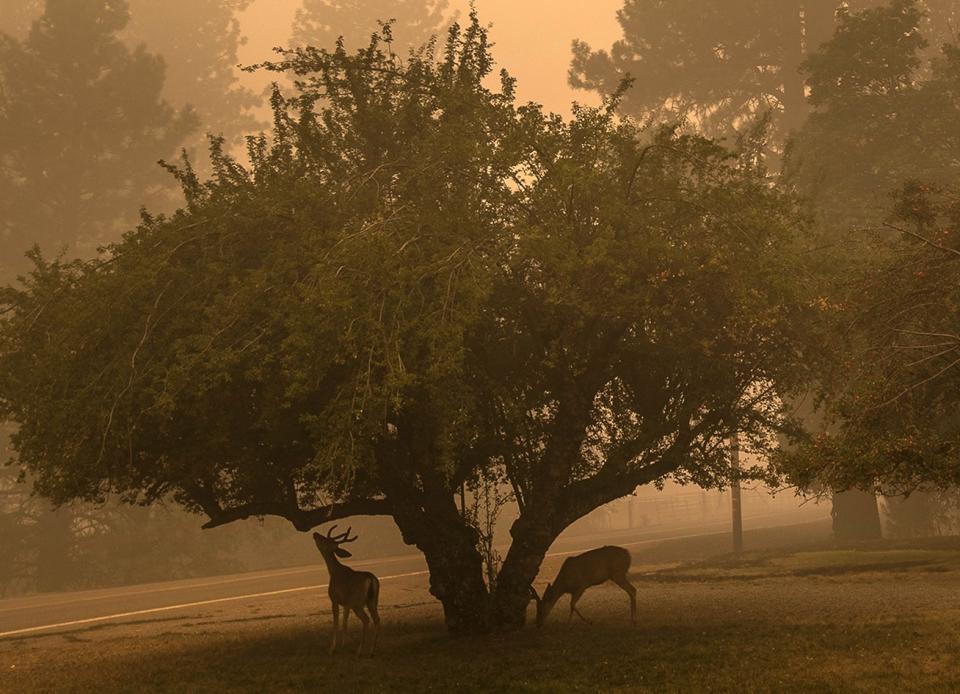 Deer graze along North Valley Road in Greenville.