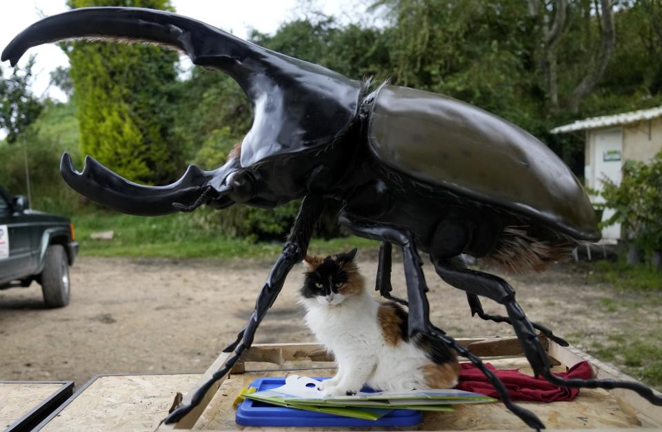Un gato se sienta debajo de una estatua de un escarabajo en la entrada de Tierra Viva en Tunja, Colombia, el martes 15 de noviembre de 2022. (AP Foto/Fernando Vergara)