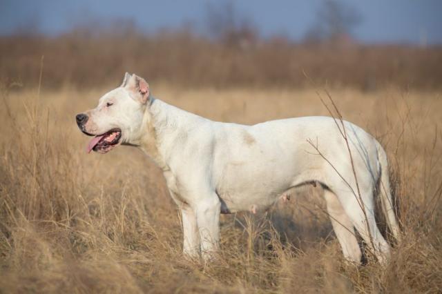 DOGO ARGENTINO -RJ - BRASIL