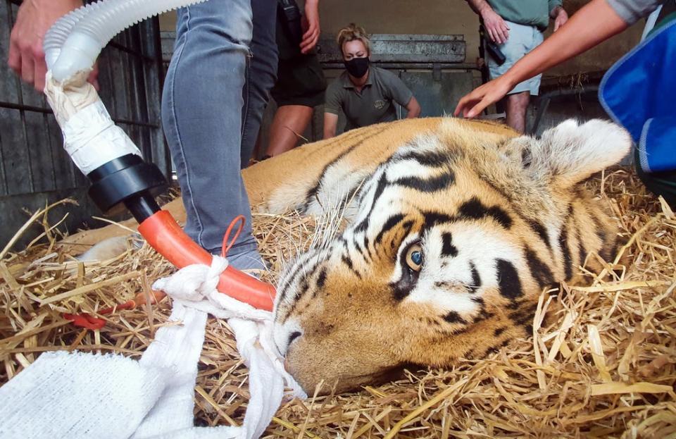 Vladimir, an Amur tiger, lies sedated during a procedure at Yorkshire Wildlife Park (Danny Lawson/PA) (PA Wire)