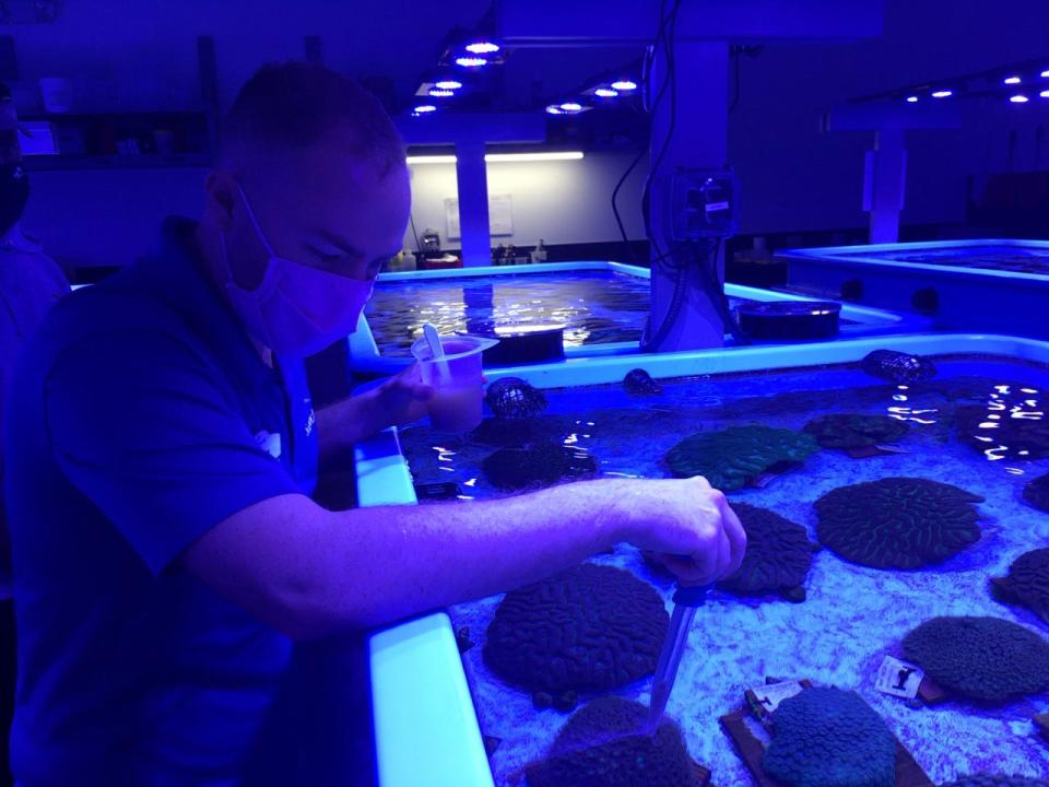 SeaWorld coral biologist Aaron Gavin feeds krill to a coral at the Florida Coral Rescue Center in Orlando on Dec. 7, 2021. KIMBERLY MILLER / The Palm Beach Post