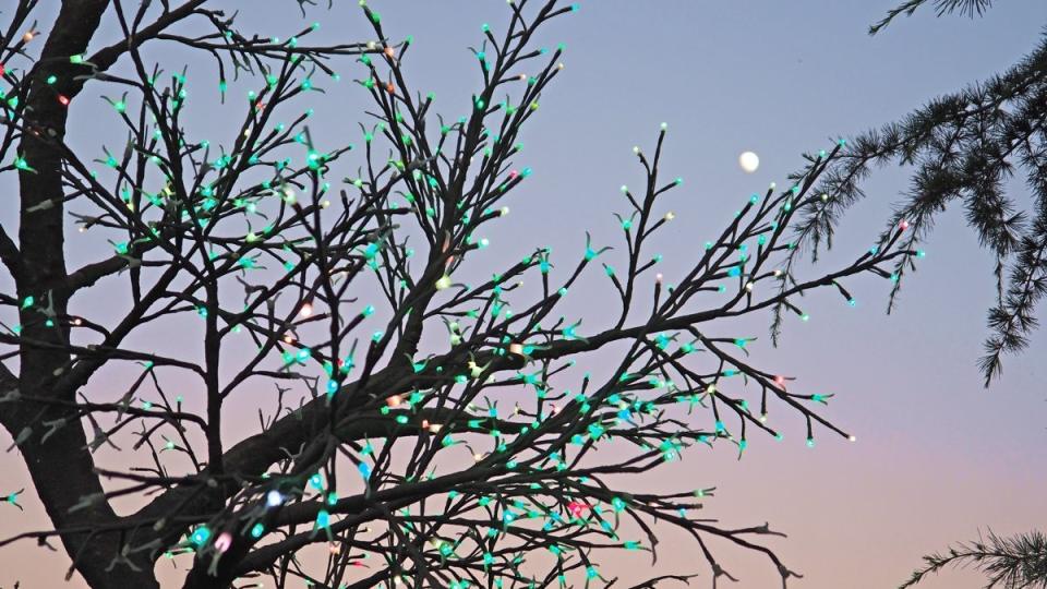The Health and Wellness Tree with the Moon.