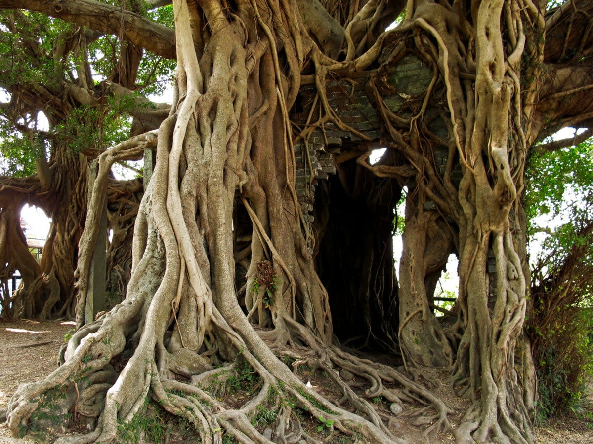 One of Bali’s Banyan trees (Flickr/Joachim)