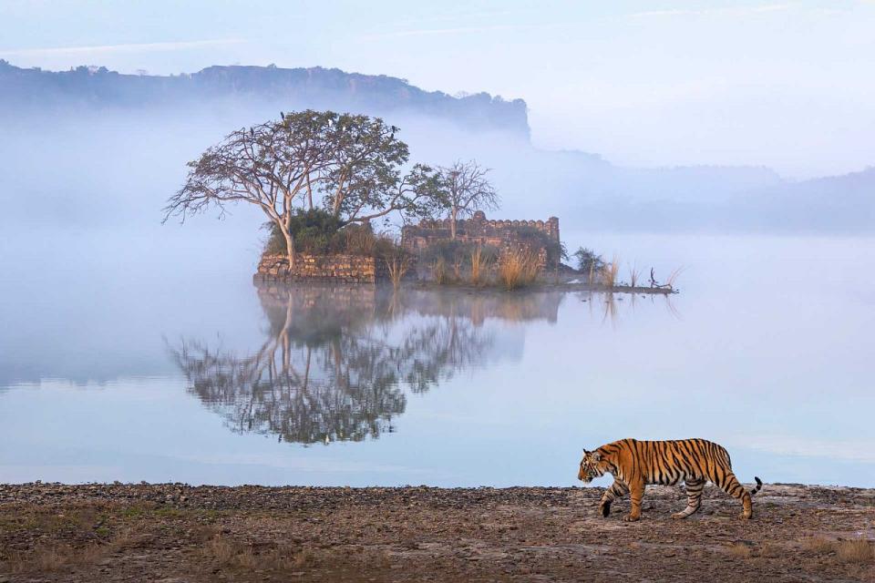 Photograph: Amit Vyas/2023 Nature inFocus Photography Awards