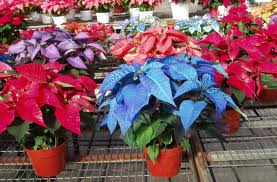 Poinsettias come in a variety of colors. Most popular is red. The blue and purple poinsettias are actually cream-colored varieties that have been spray painted.