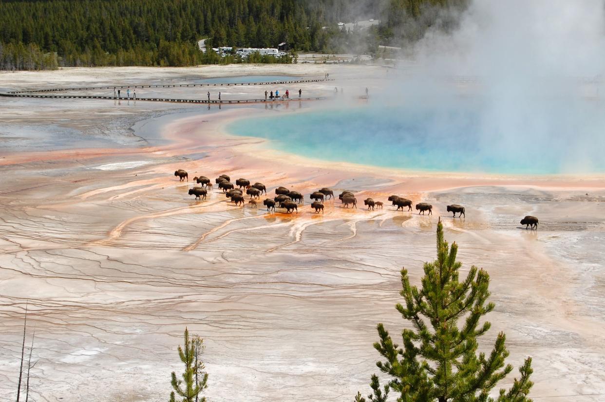 bison skirting Grand Primatic Spring Midway Geyser Basin, Yellowstone Park