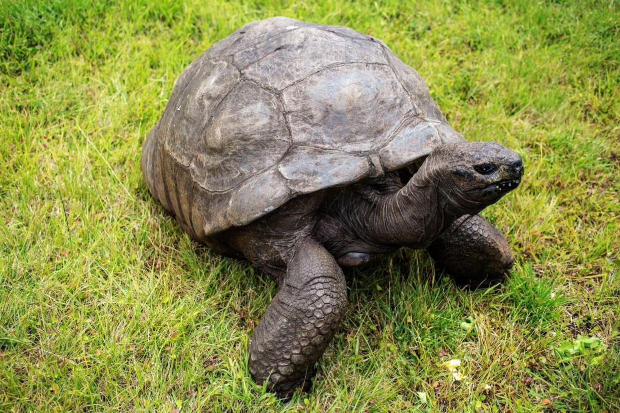 jonathan 190 year old tortoise