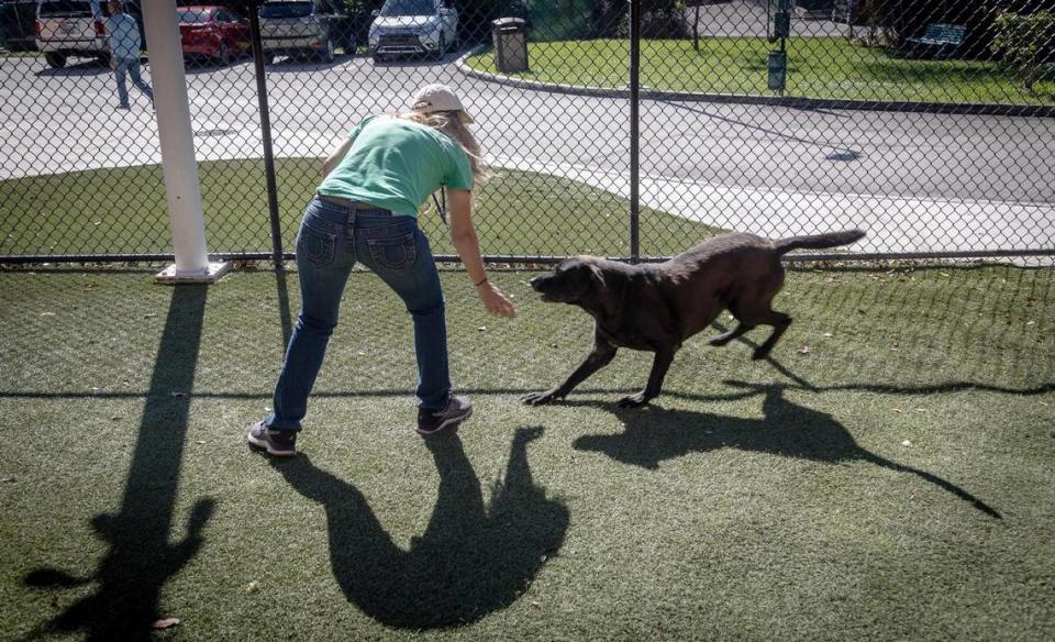 Marcela Garcia Bonini, left, a volunteer at the animal shelter, plays with Rocco, a Lab mix, in the exercise area at the Miami-Dade Animal Shelter.