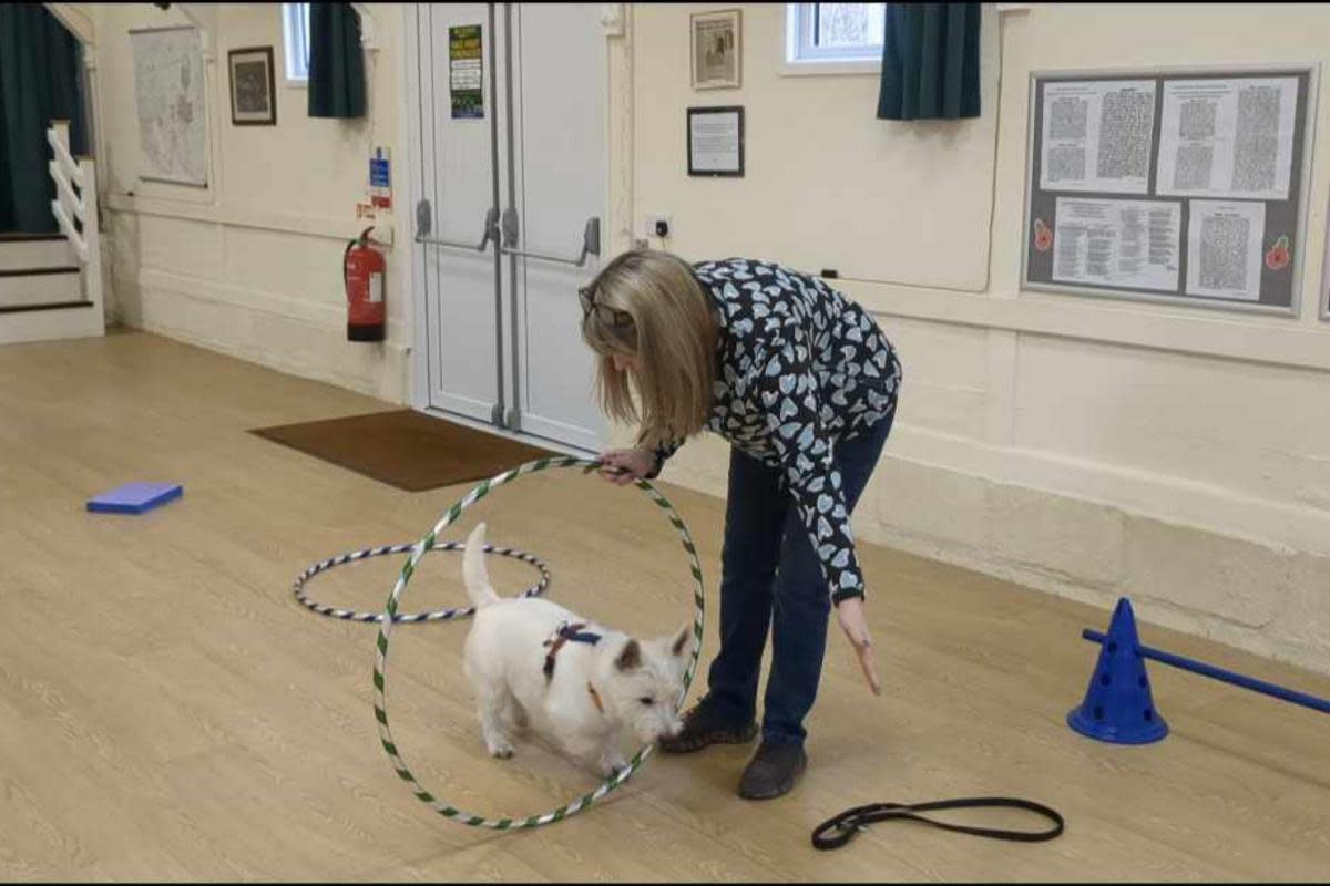 Dog parkour in Wantage <i>(Image: Sarah-Jane Martin)</i>