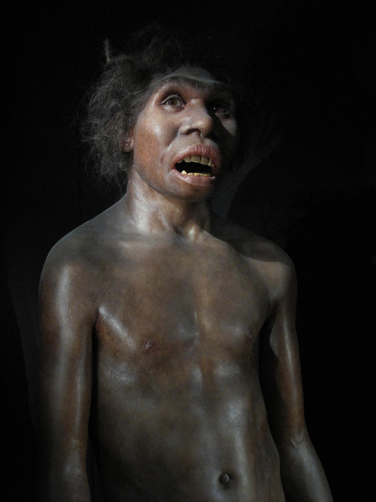 Homo Ergaster, reproduction based in the remains of an hominid knowed as narikotome boy ( Turkana Boy )  in the chamber of evolution of the Museum of Human Evolution (MEH),  Burgos, Castile and León, Spain. (Photo by Cristina Arias/Cover/Getty Images)