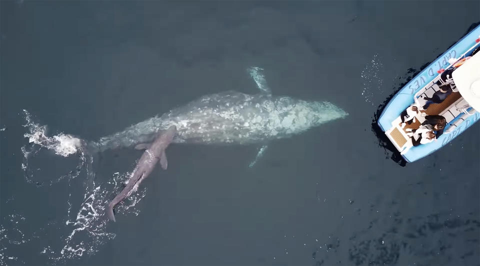 A gray whale gave birth to a calf next to a boat full of whale watchers earlier this week in California. (zoobru via YouTube)