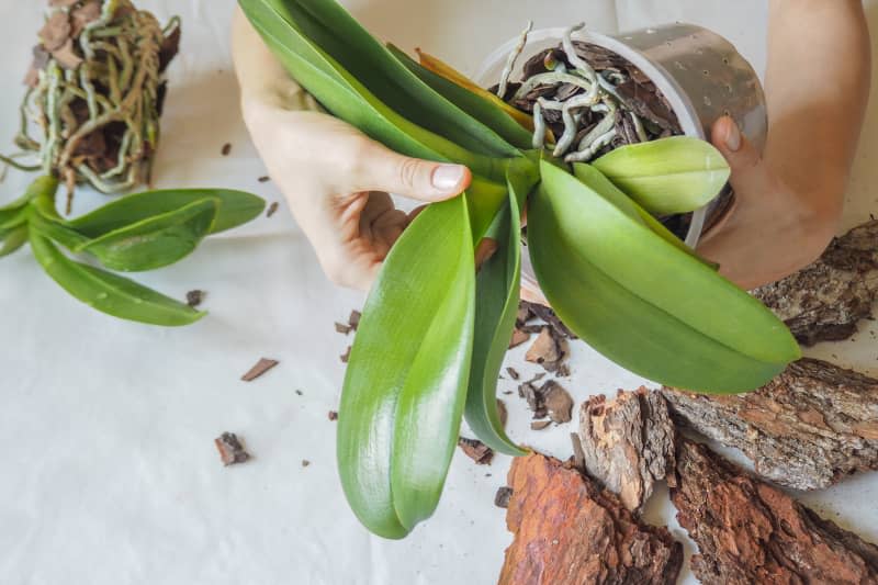 Repotting orchid plants