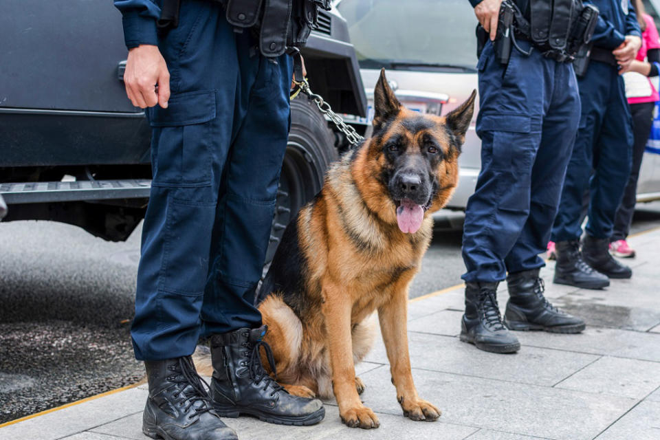 警犬有著極強的耐力，以及瞬間制伏犯人的能力，卻也受不了長官的囉嗦致詞。（圖：shutterstock／達志）