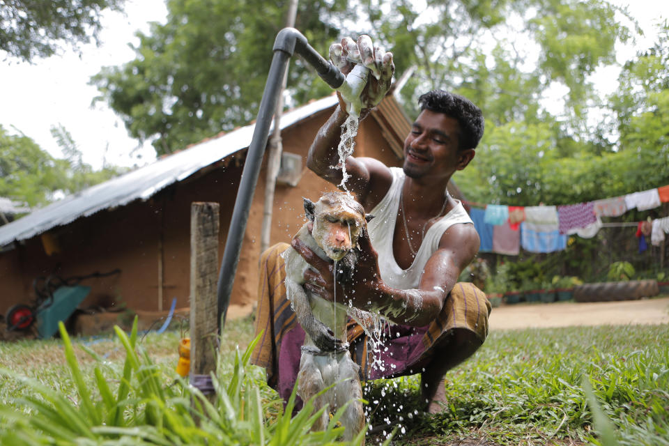 A Sri Lankan Telugu man Masannage Raja bathes his monkey Raju in Kalawewa, Sri Lanka, Tuesday, June 16, 2020. Sri Lanka's Telugu community, whose nomadic lifestyle has increasingly clashed with the modern world, is facing another threat that could hasten its decline: the COVID-19 pandemic. (AP Photo/Eranga Jayawardena)