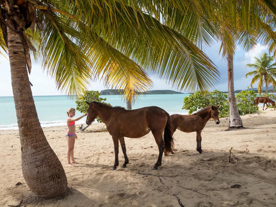 A woman petting a horse while standing underneath a cluster of palm trees on a stretch of beach.